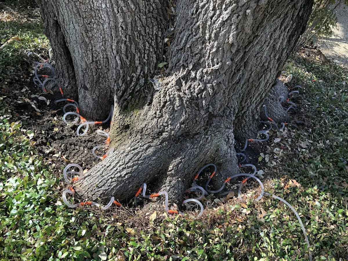 Detailed Tree Cabling and Bracing job site in Home