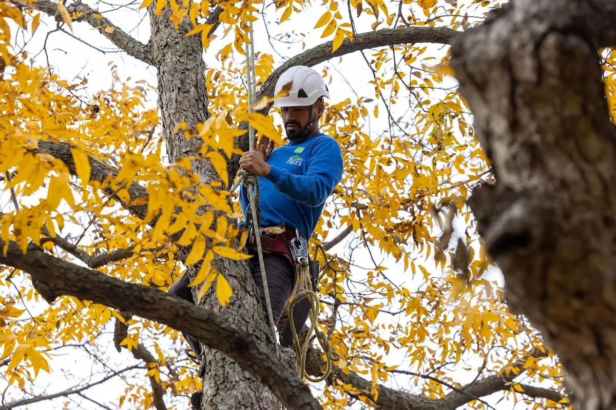 Skilled Dead Tree Removal crew working in Home